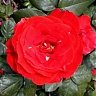 The Rose Warrior
